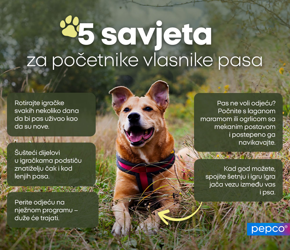 5 savjeta za početnike vlasnike pasa: 